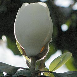 bloom