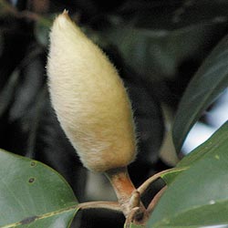bud