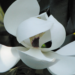 bloom