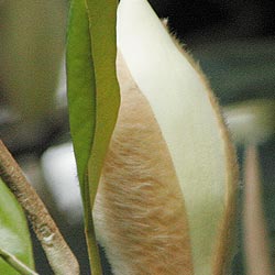 bud