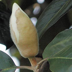 bud